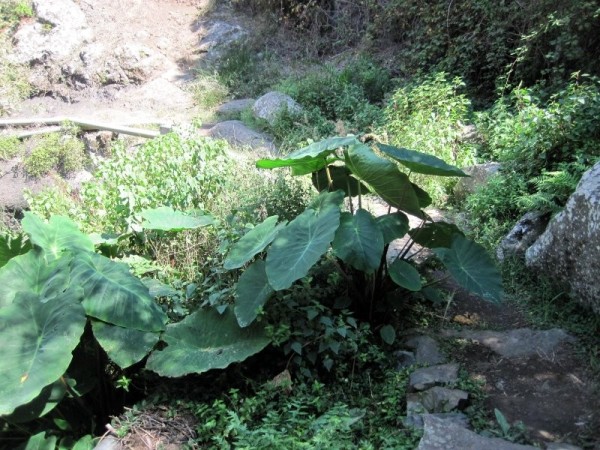 Dasheen - much more abundant in the Cape Verdes. http://en.wikipedia.org/wiki/Taro