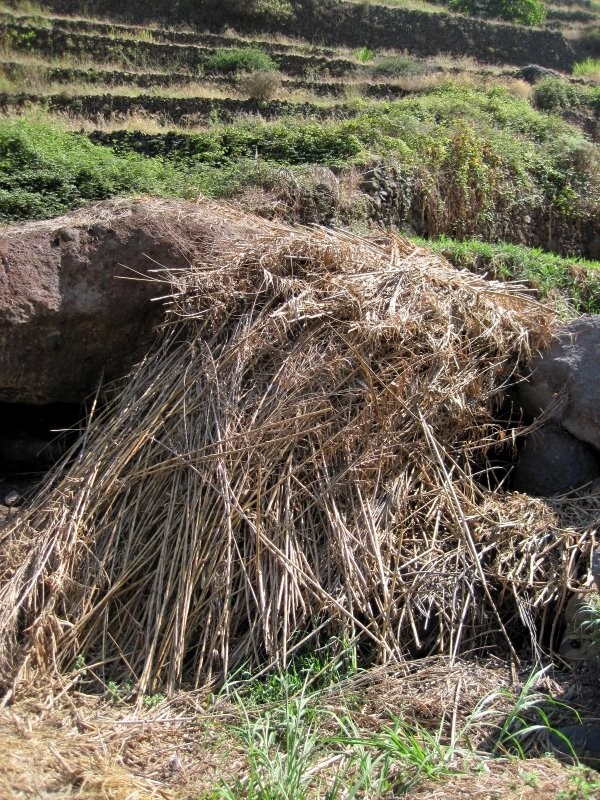 Sugar cane chaff after harvesting