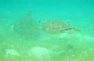 Turtles at Tobago Cays