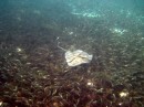 A stingray moves beneath a shoal of fish