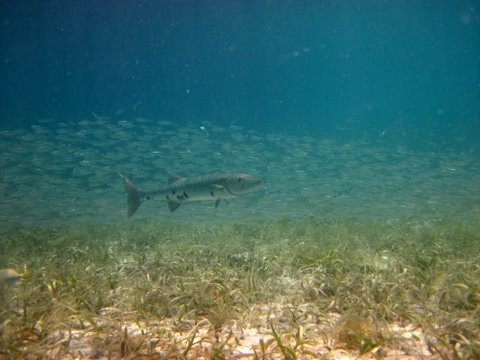 Barracuda on the perimeter of his larder
