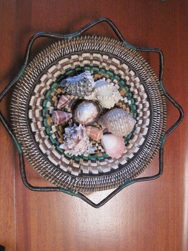 Some of the beautiful shell collected in Las Perlas