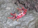A crab living in the rocks at the marina at Santa Cruz de La Palma, one of the Canary Islands. We looked this up in one of our sea-life books and it might be a native of the Pacific...so how did it get here?