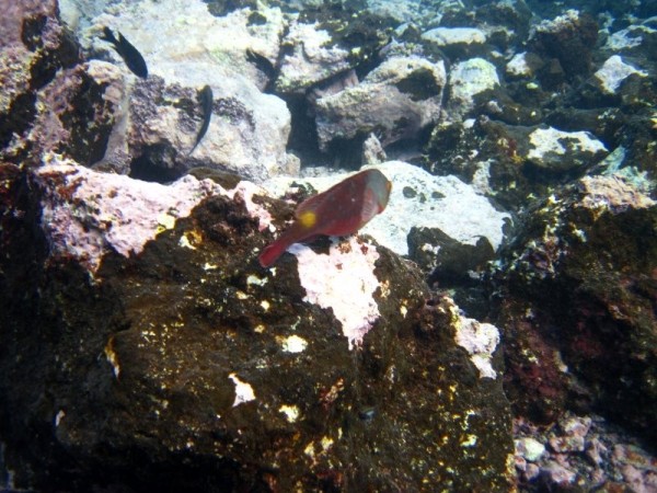 Underwater at la Palma