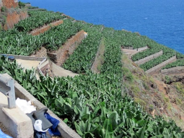 Banana plantations on the terraces in La Palma
