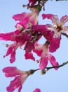 We think this the flower of a Floss Silk Tree