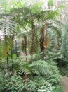 An avenue of tree ferns