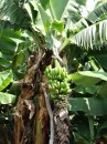 Yes we have some bananas.....There are many small bananah plantations on th island.