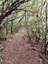 We left the easy walking of the levada and slip slided our way up and down a muddy track.