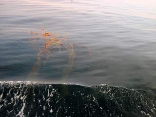 Kelp seaweed floating on surface