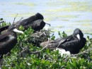 Adult Frigate Birds sitting on nests.