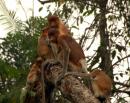 A troop of Probiscis monkeys