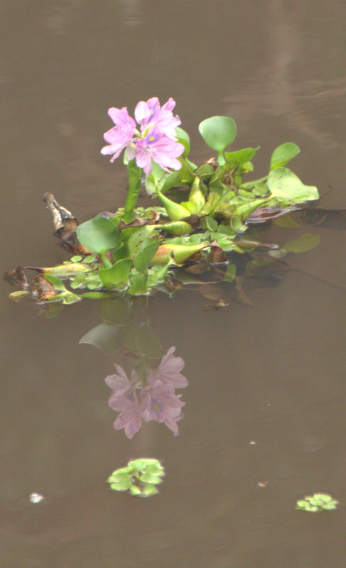 A Water Hyacinth