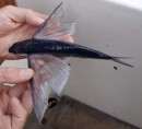 A closer look at a flying fish. These fish are often found on the deck in the mornings after a night watch. The first indication they are there is the unsavoury smell. They already come out of the water at 24 Celcius so don
