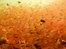 Thousands of tiny transaprent fish