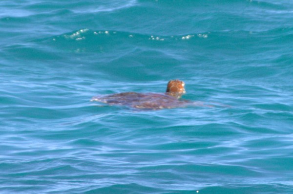 A logger head turtle swims past.