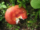 Fly Agaric (oops partly eaten) at Ile Niapiskua in Les Iles Mingan, Canada, on the North bank of the St Lawrence River a bit to the West of Newfoundland.