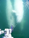 Beluga whales nibbling the hydrovane rudder, very gently. Thankfully!