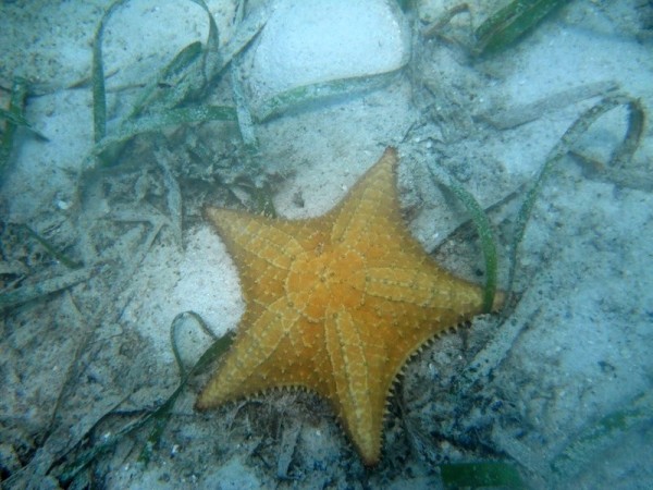 A cushion starfish