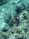 Looking beneath the surface - North Coast Bermuda