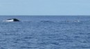 A close encounter with a mother Humpback and calf... we could hear the calf singing.