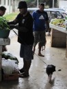 Small pig goes for a walk to the market...... and comes out again