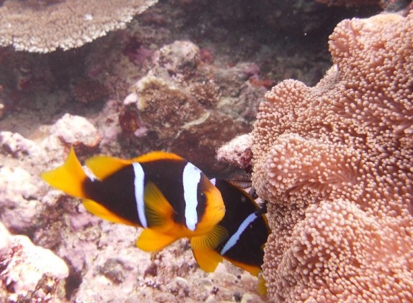 Anemone fish protecting their patch.