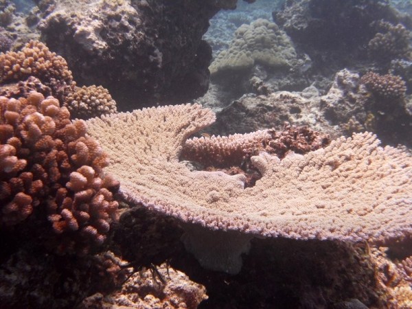 Plate coral.