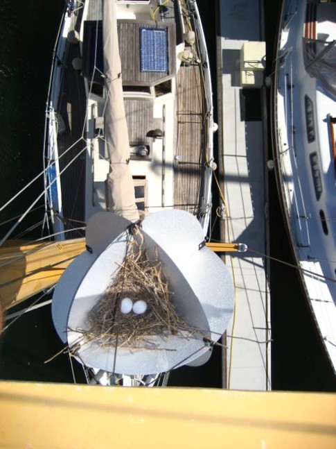 IMG_0257: I had to check out the boat from almost 40 feet up the mast! Looks like I have some stowaways. 