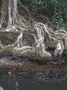 The roots of these trees are amazing!.JPG