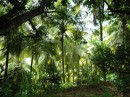 The green , green rainforest of Dominica.JPG