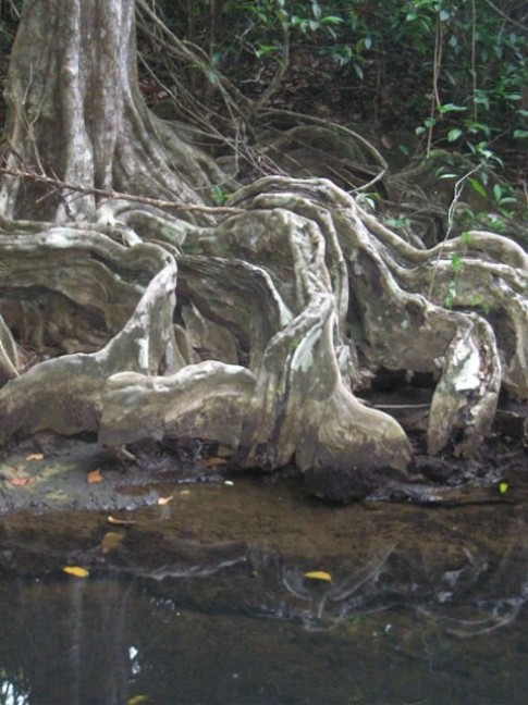 The roots of these trees are amazing!.JPG