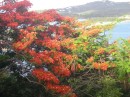 The Flambouyant tree is blooming everywhere right now!.JPG