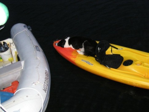 Daisy rotates between the dinghy and the kayak.JPG