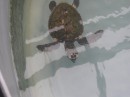 Hawksbill turtle.JPG