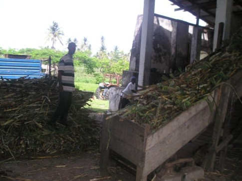 The sugar cane is placed on a conveyor belt and gets crushed. The cane juice flows in a trough to another building..JPG
