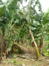Hiking through banana plantation on the way to the waterfalls.JPG
