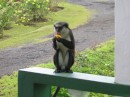 Feeding the monkeys mangoes!.JPG