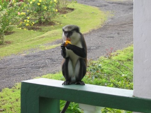Feeding the monkeys mangoes!.JPG