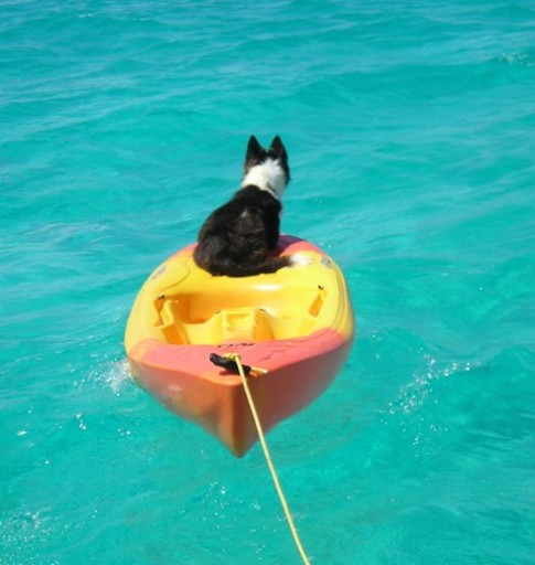 g Daisy loves hanging out on the kayak-she can see everything that is happening.JPG