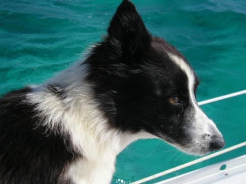 x Daisy enjoys the sail life.JPG