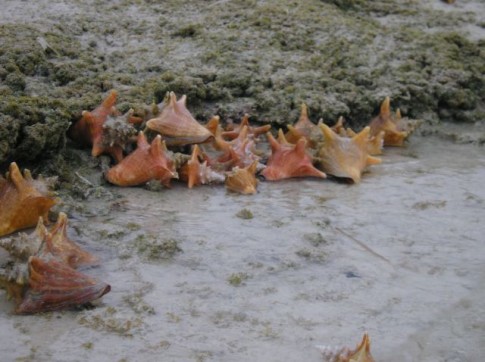 These are "teenage" conch!