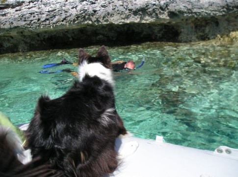 Daisy keeping a close eye on Menno while he snorkles.
