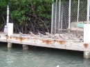 Iguanas were just hanging out on this dock!
