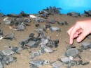 Puerto Vallarta - Baby turtles that hatched that morning ready to be transported to the beach for release. 