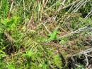 San Blas Jungle Tour - there is a green iguana hidden in the brush. 