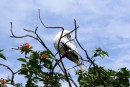 Half Moon Cay – Red footed booby bird. 