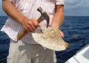 Conch – Part 1. After collecting from sandy bottom, take claw of hammer and puncture shell (in just the right spot). 