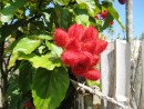 San Blas (Isla Pinos) – Can not recall the name of this plant but the inside produces a red waxy liquid that is used on the face by the Kunas as sunscreen. 