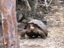 Run for your lives! Tortoise in motion! 